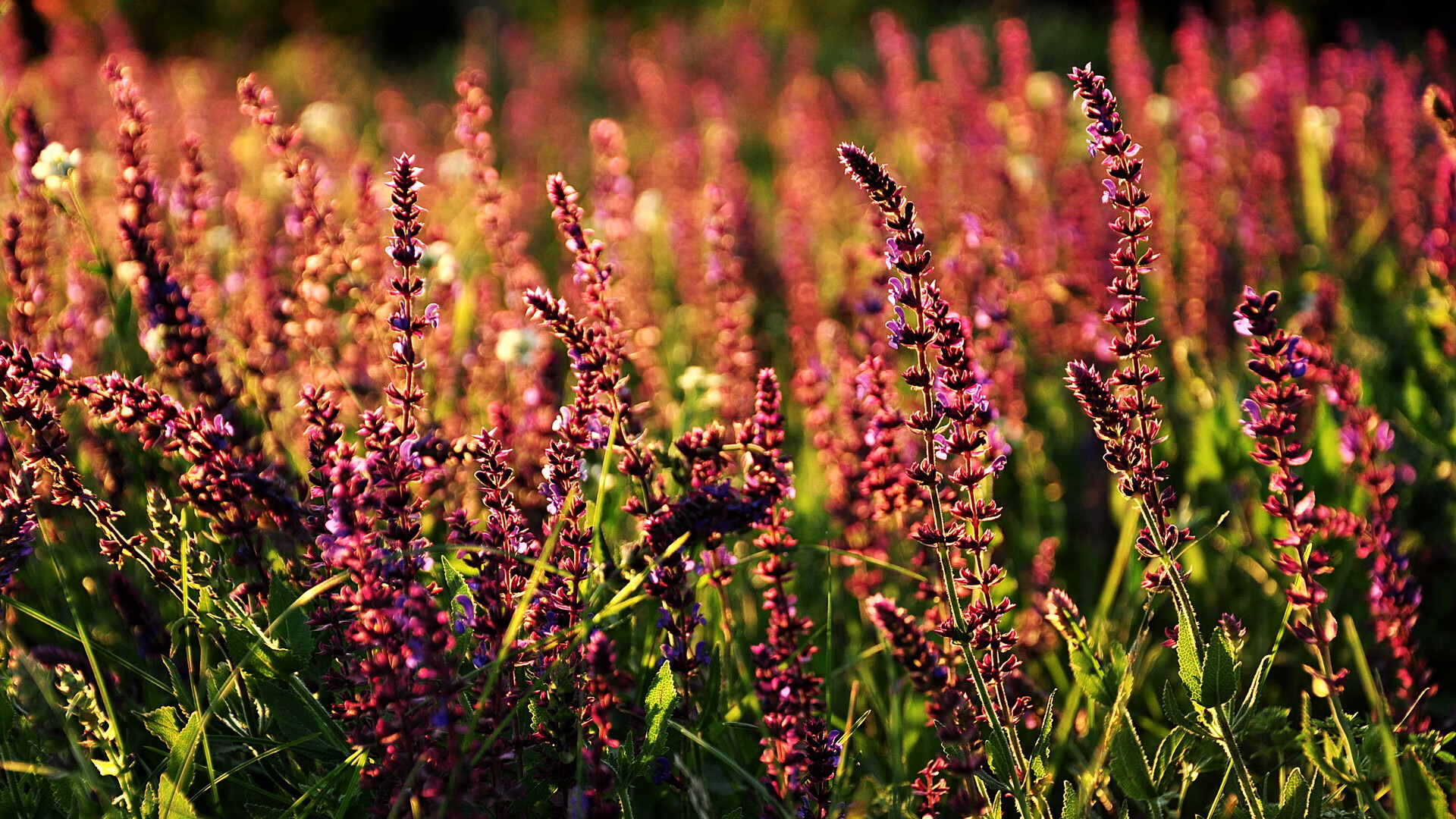 开云官网-AC米兰客场-战平国际米兰,双方互交白卷战局僵持,ac米兰对战国际米兰