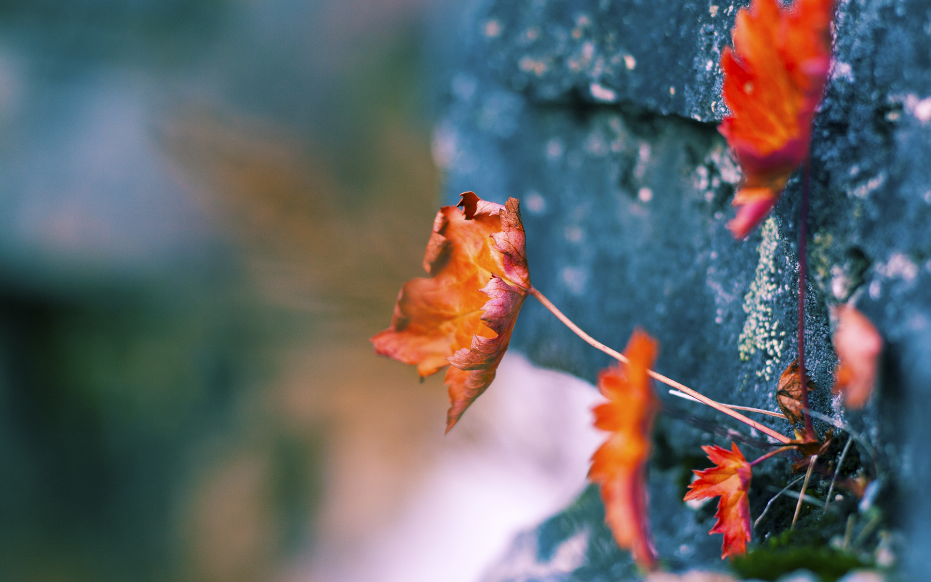 开云体育客户端-夺冠热门实力浮出水面,国家队壮大实力碾压对手,夺冠 国家队出演