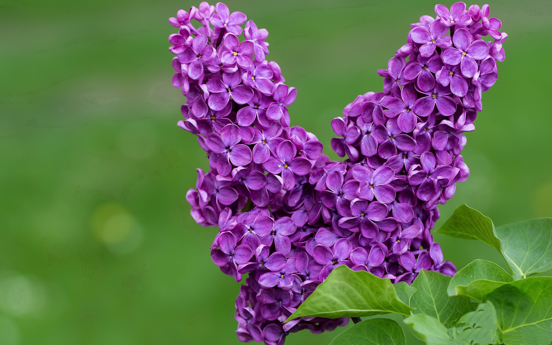 -球员背景故事是否能提升粉丝忠诚度,球员背影头像 高清