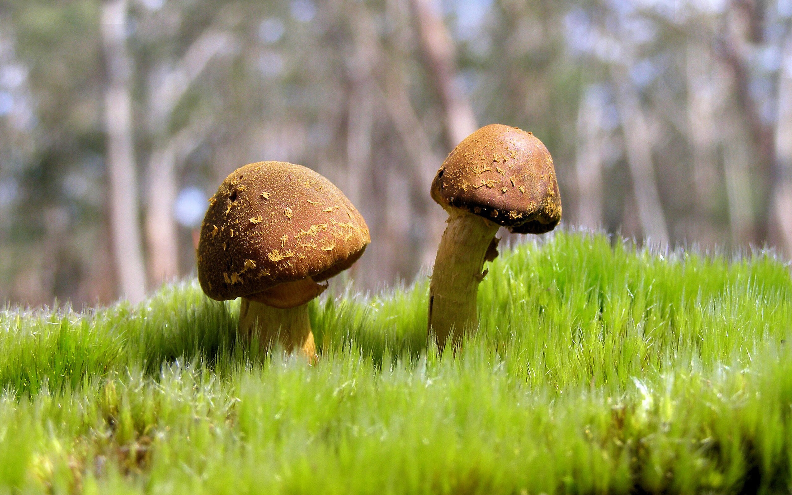 开云体育安全平台-德甲领头羊之战：拜仁VS多特的冠军决战，2020德甲拜仁对多特