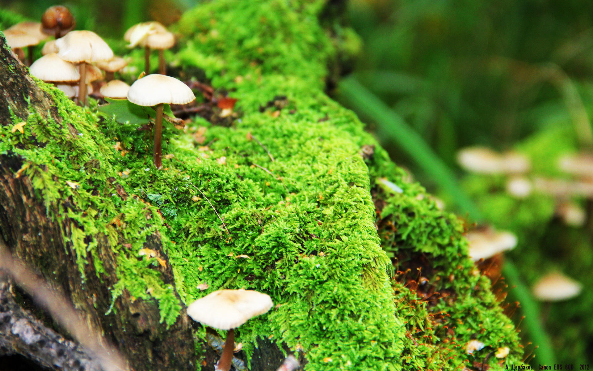 开云娱乐-女子百米大战 美国新星跑出世界第一成绩,美国女子百米运动员